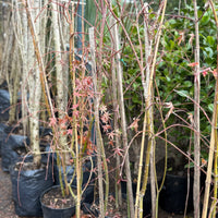 Acer palmatum