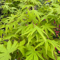 Acer palmatum