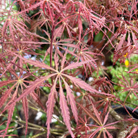 Acer Palmatum Inaba Shidare