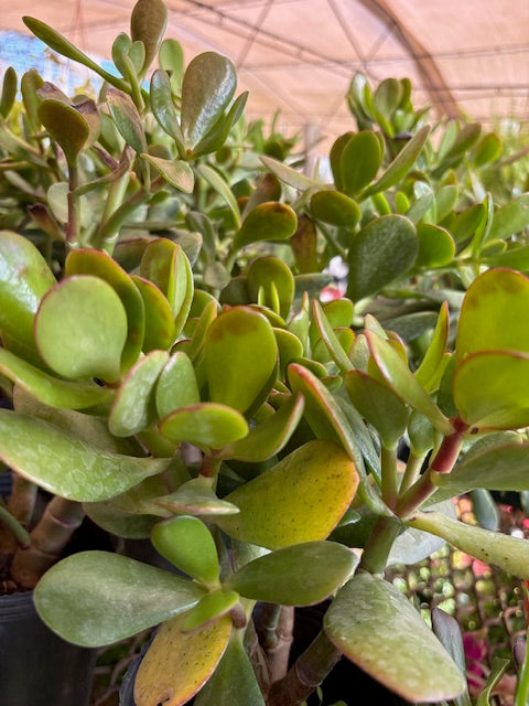 planta suculenta jade Suculenta Jade – Lavender Uruguay