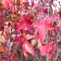 Liquidambar Stiraciflua Grande