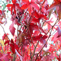 Liquidambar Stiraciflua Grande