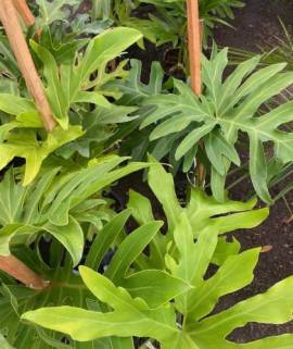 philodendron guaimbe Guaimbe – Lavender Uruguay