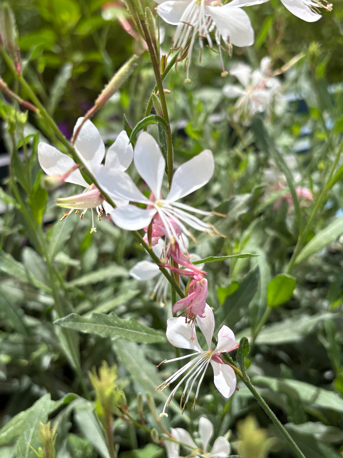Gaura enana