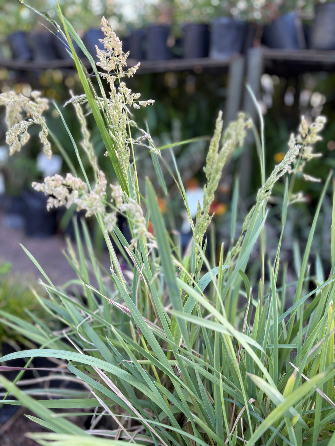 Gramínea Poa