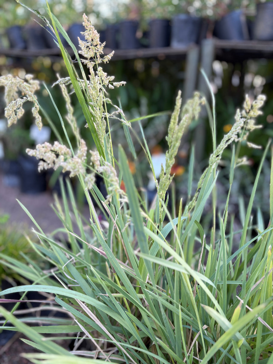 Gramínea Poa