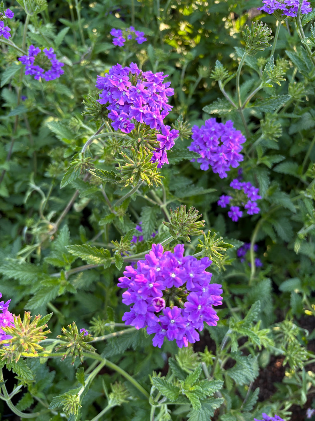 Verbena rastrera azul