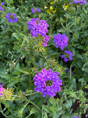 Verbena rastrera azul