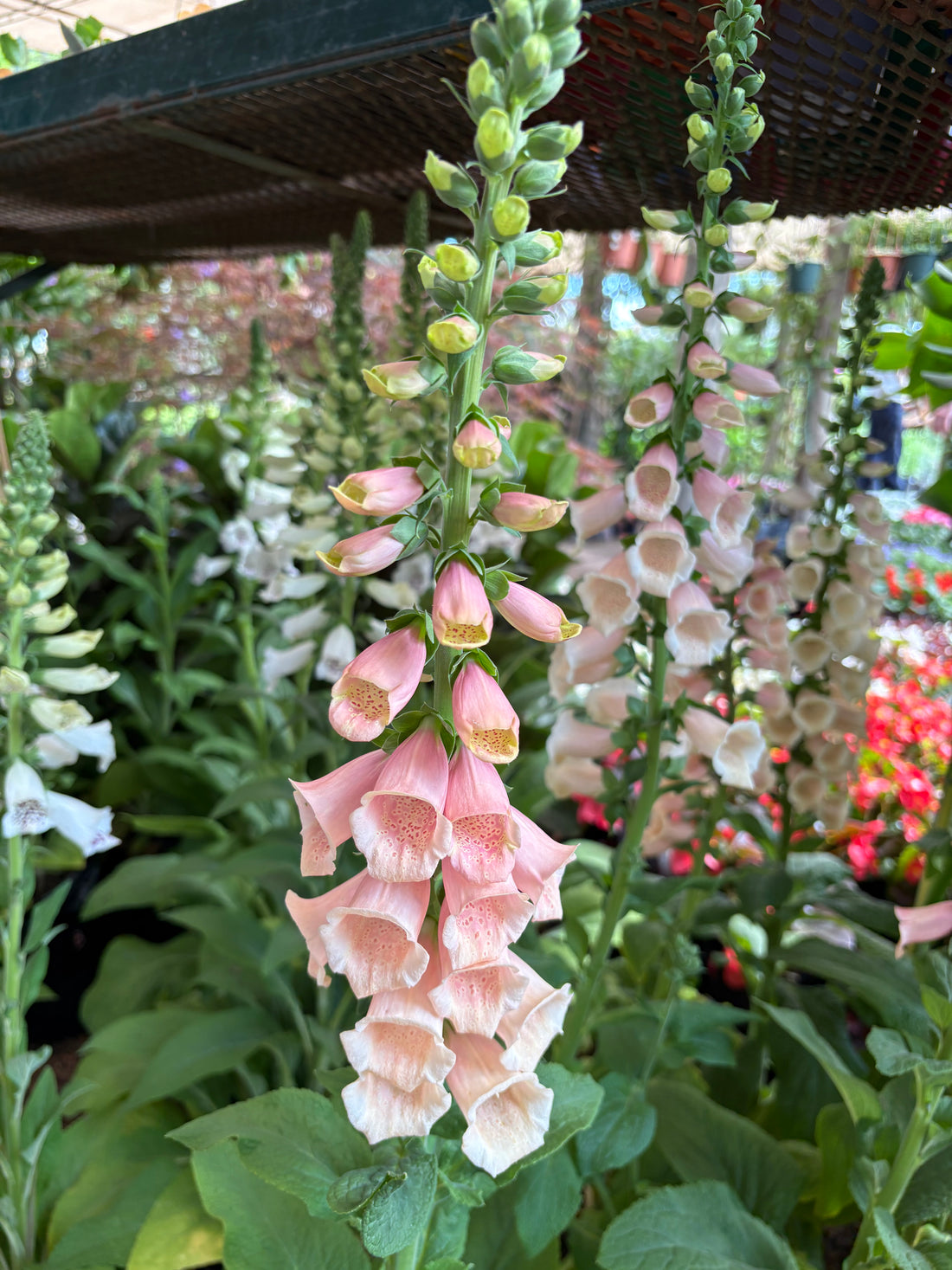 Digitalis salmón