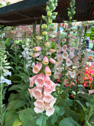 Digitalis salmón