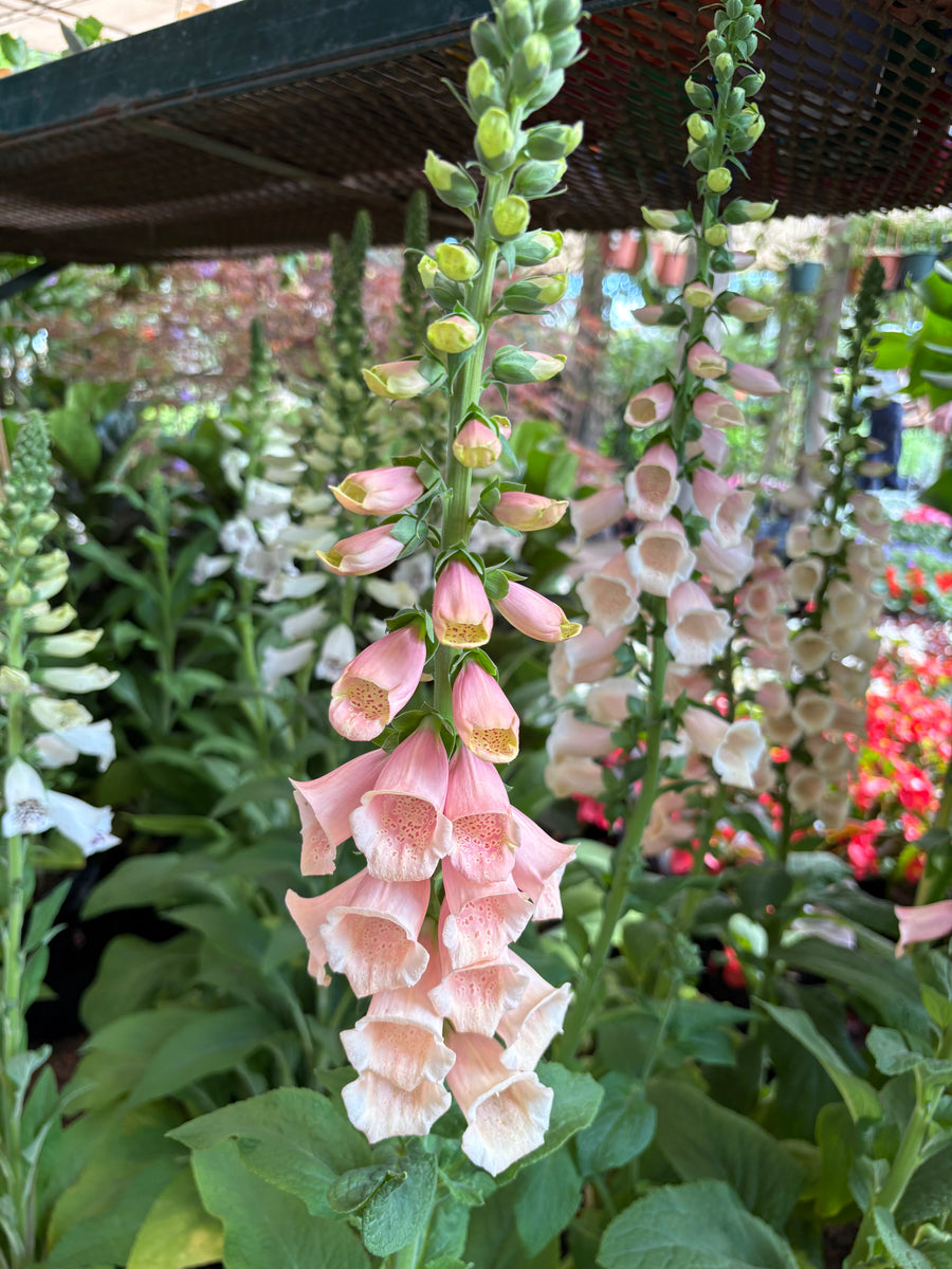 Digitalis salmón