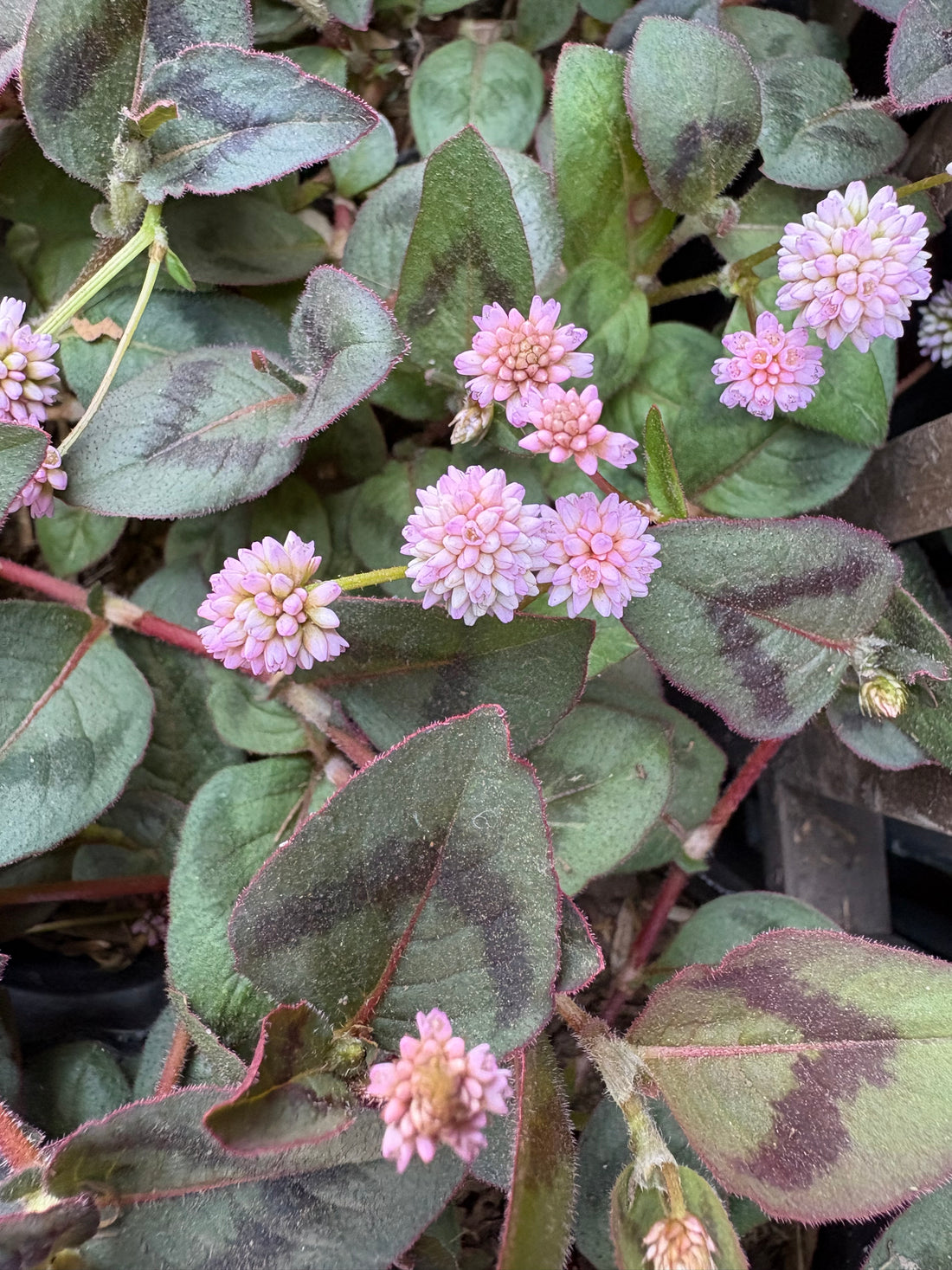 Polygonum