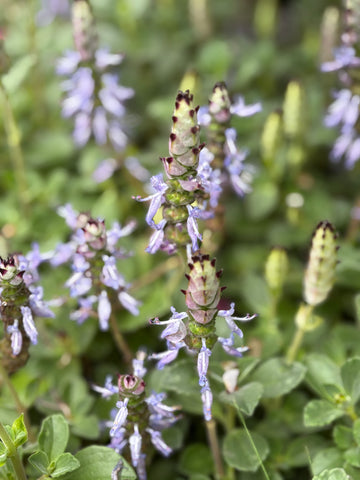 Plectranthus boldinio
