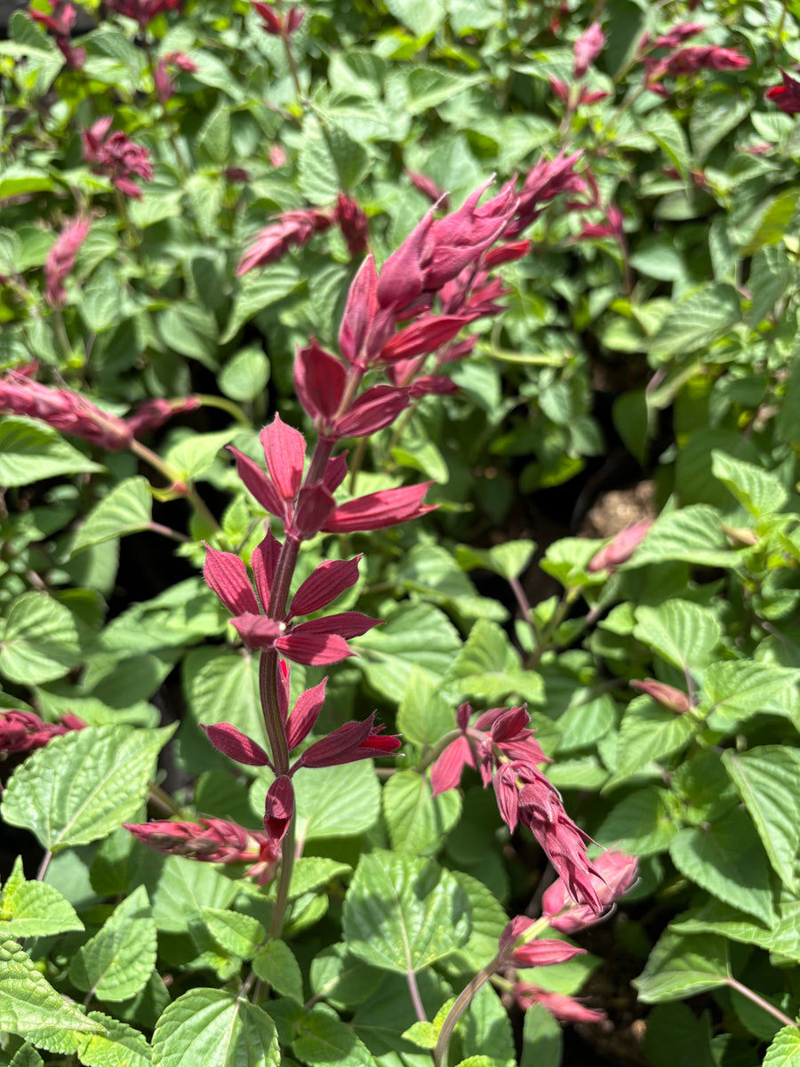 Salvia guaranítica rojo suave