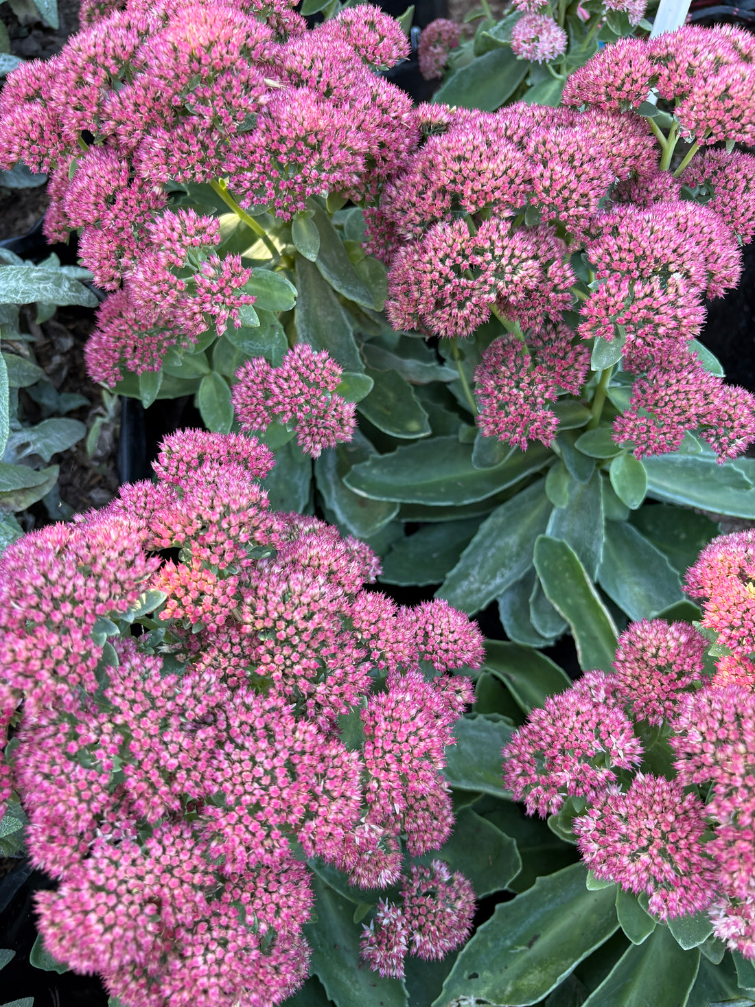 Sedum rosado