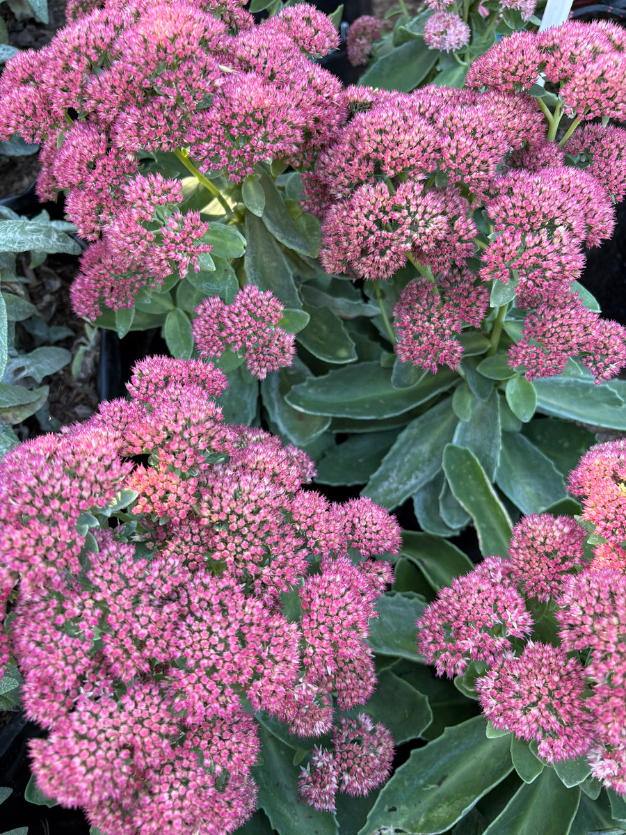 Sedum rosado