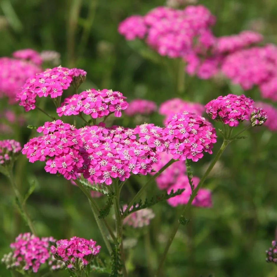 Achilea fucsia