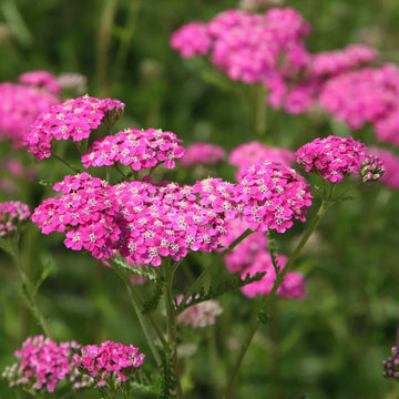 Achilea fucsia