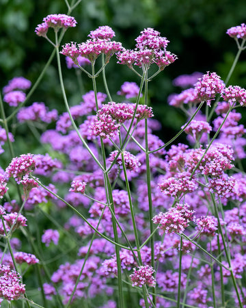 Verbena bonaerensis