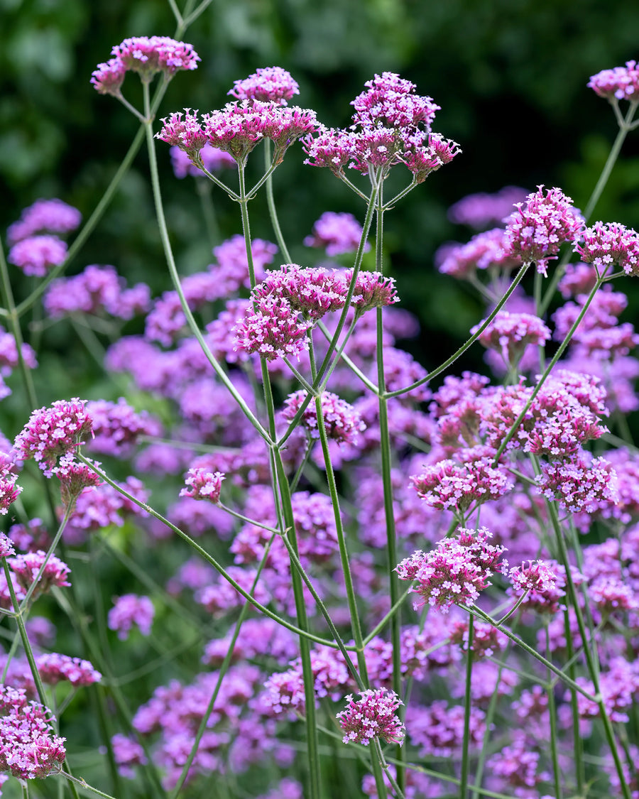 Verbena bonaerensis