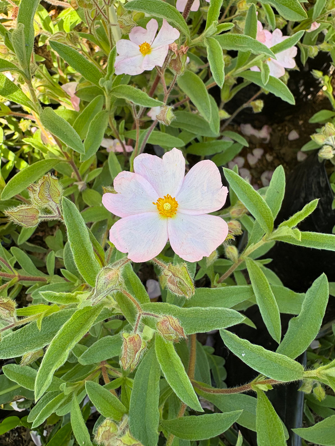 Cistus