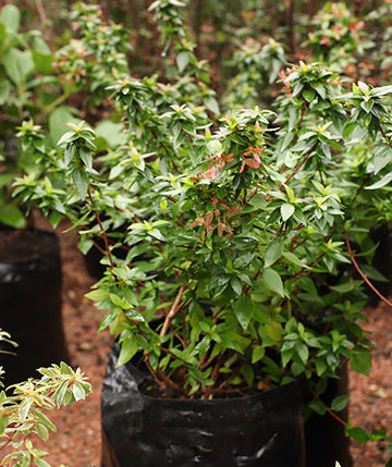 Abelia Enana