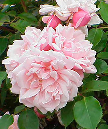 Albertine (trepadora)