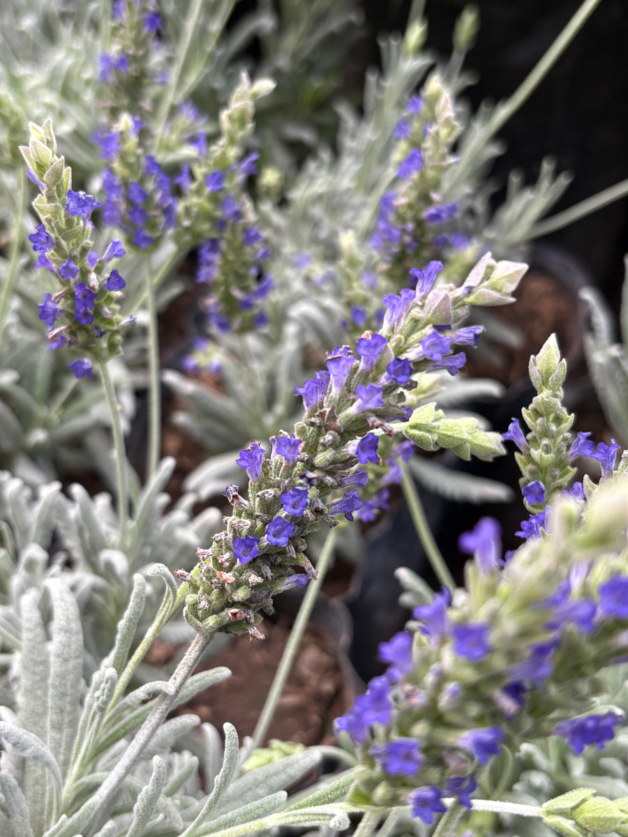Lavanda lanata