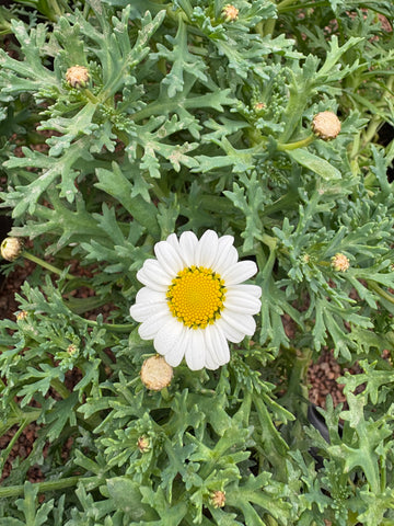 Margarita crasa blanca