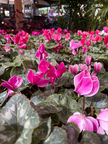 Cyclamen (Violeta de los Alpes) Fucsia