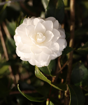 Camelia Japónica blanca