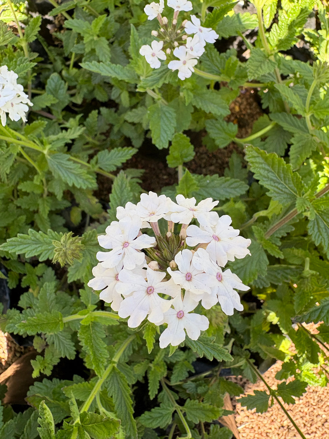 Verbena rastrera blanca
