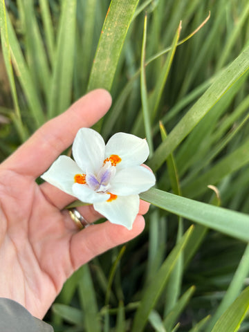 Dietes Gandiflora
