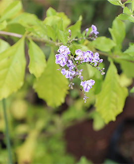 Duranta azul