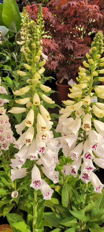 Digitalis blanco