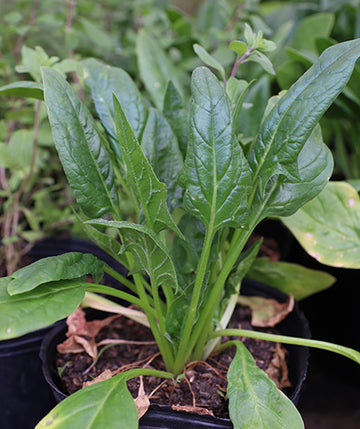 Espinaca baby