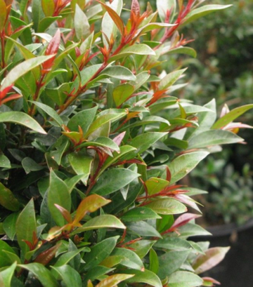 Eugenia myrtifolia