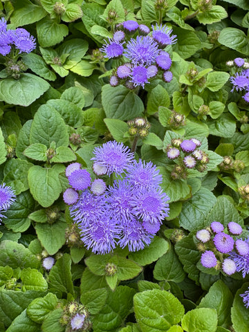 Ageratum