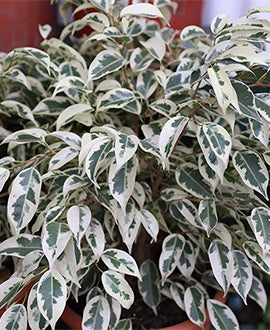 Ficus benjamina blanco