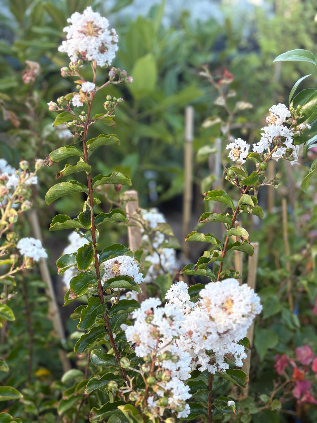 Espumilla blanca