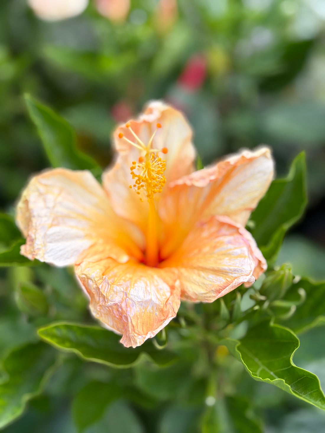Hibisco salmón
