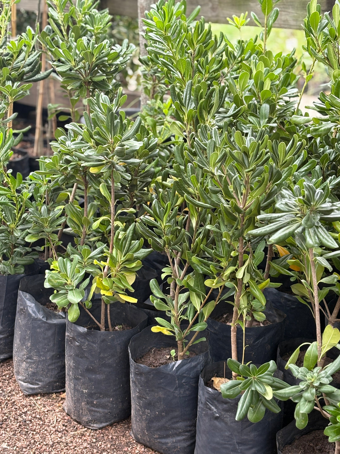 Pittosporum tobira verde chico