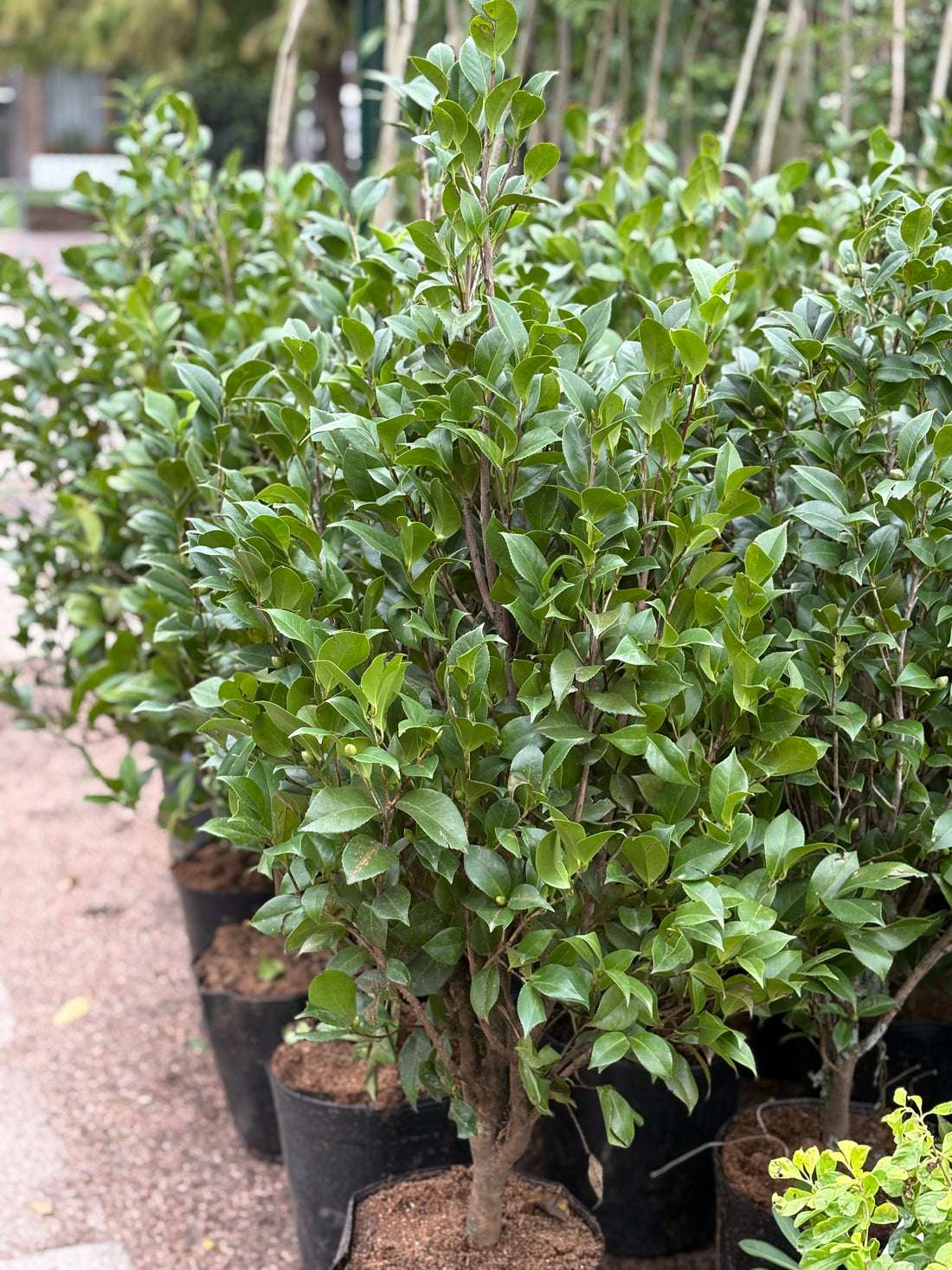 Camelia Japónica rosada