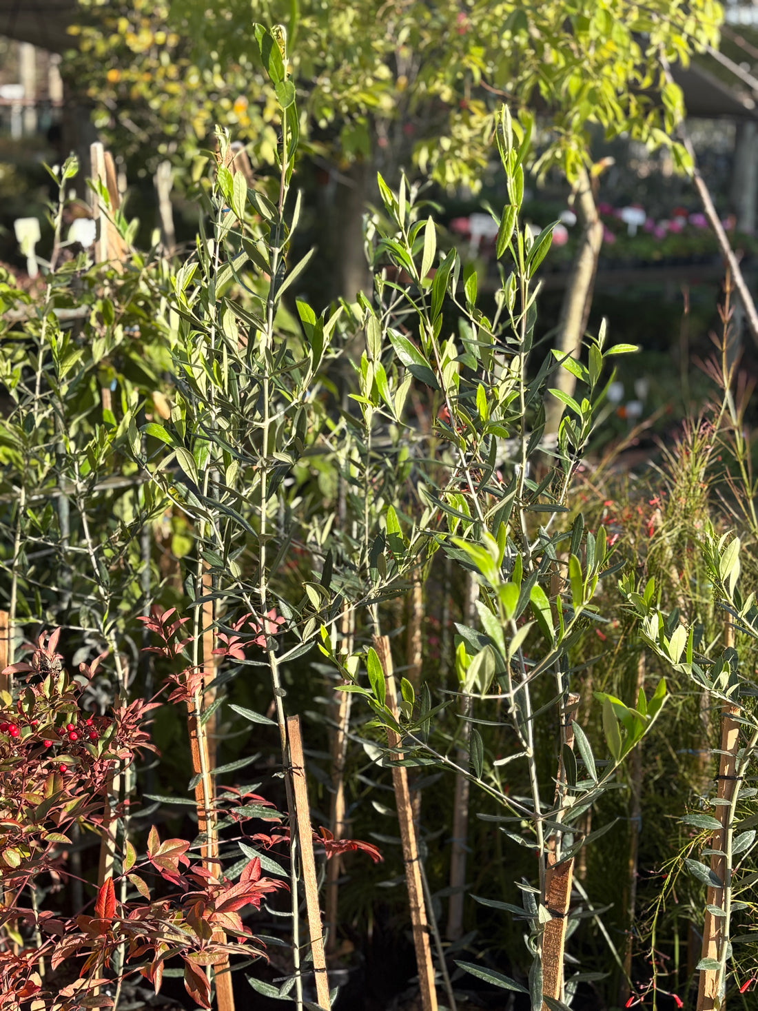 Olivo