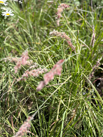 Gramínea miscanthus graciccimus