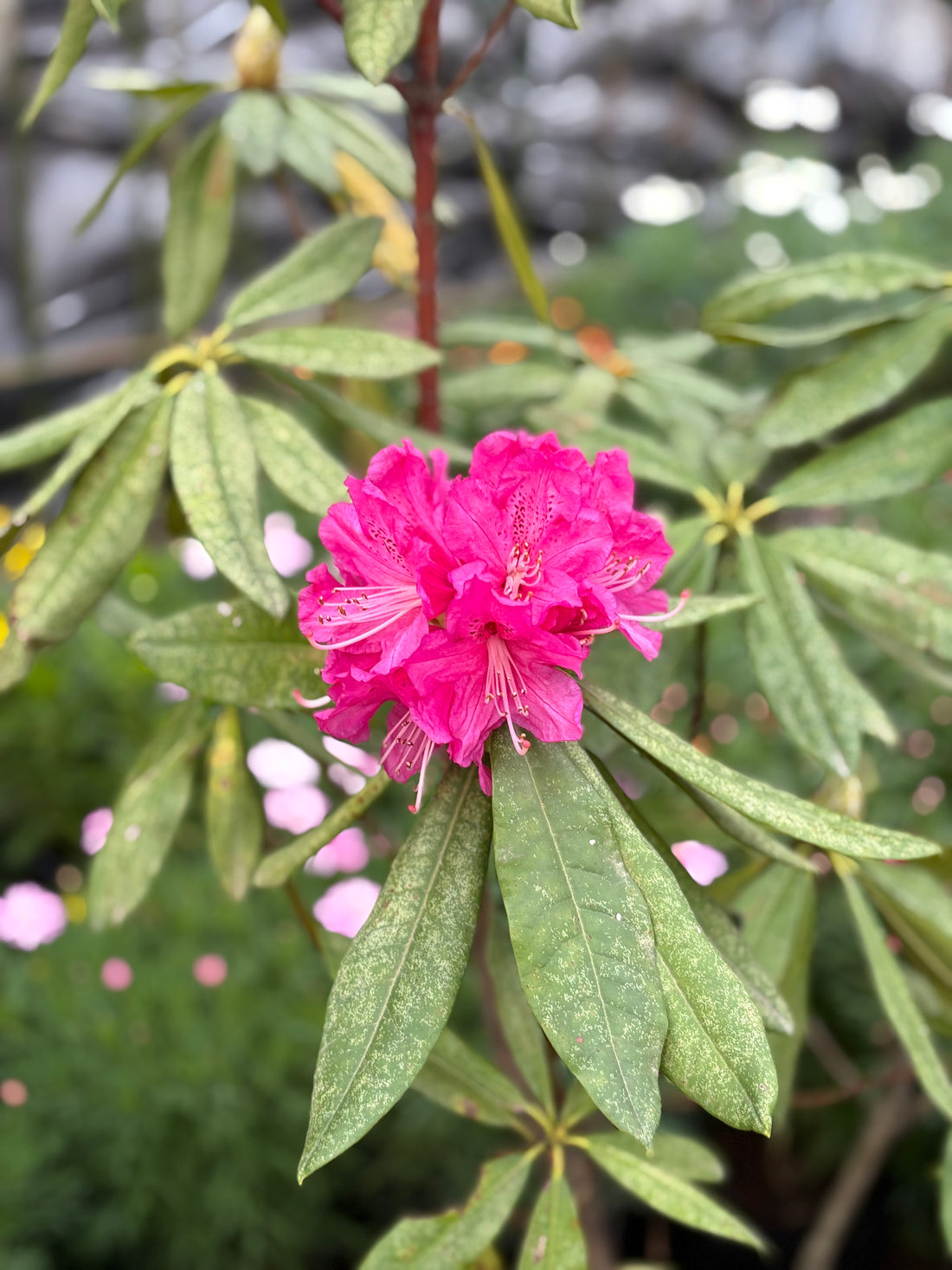 Rododendro