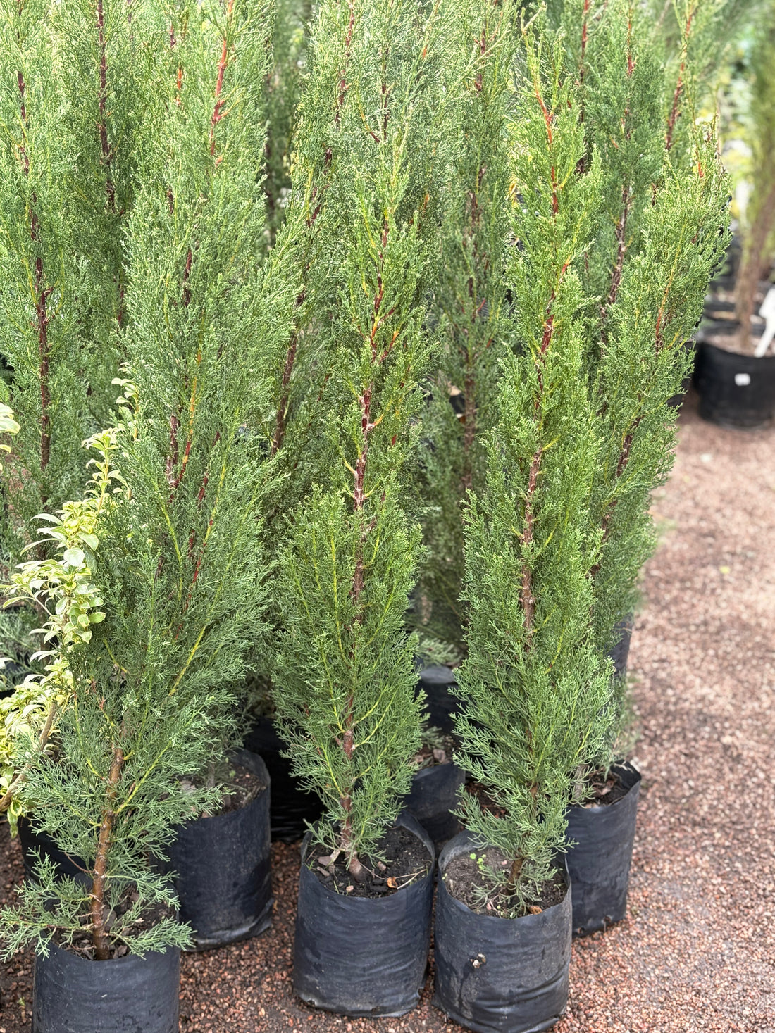 Ciprés piramidal (Cupressus sempervirens)