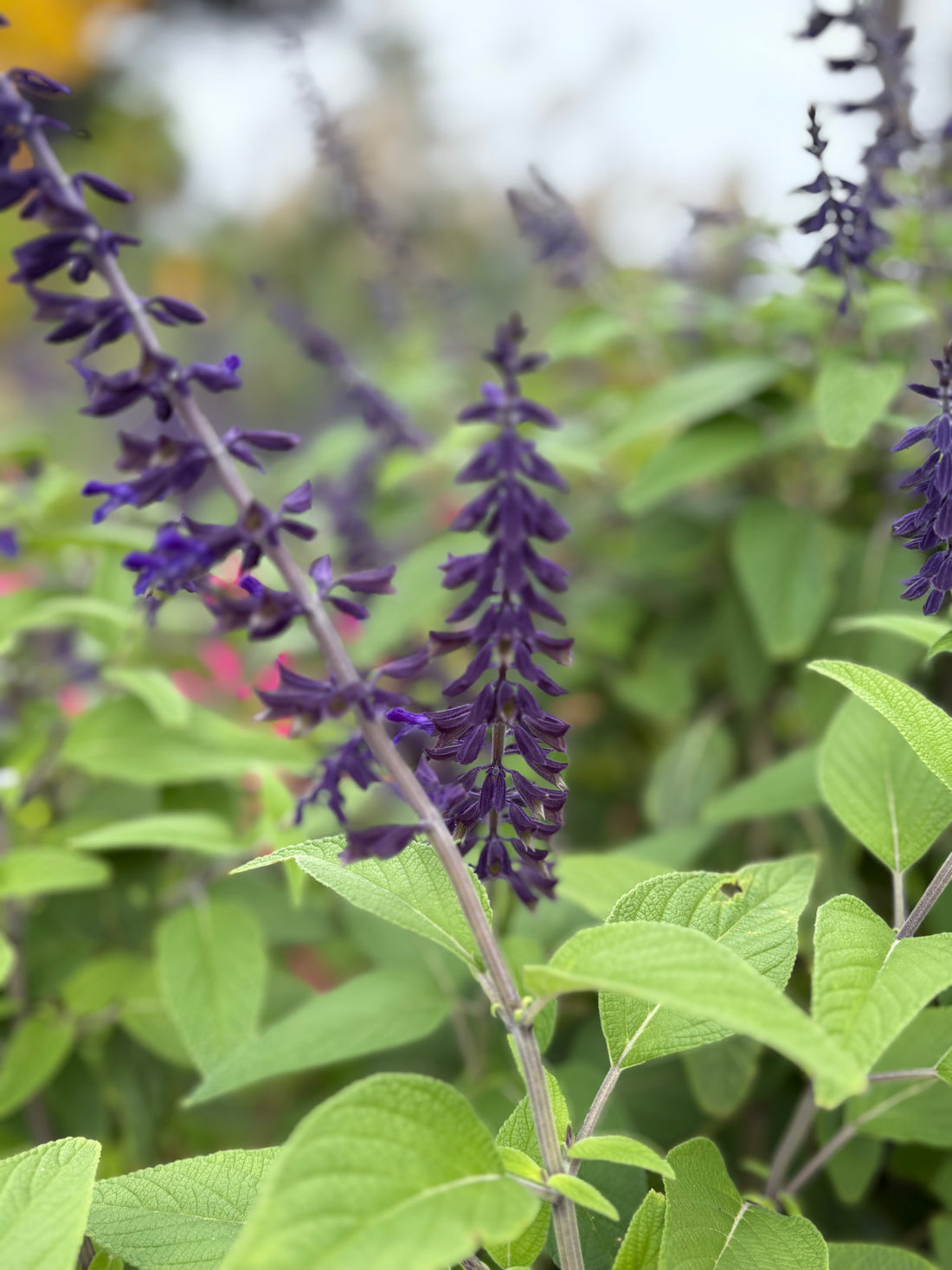 Salvia Anthony Parker