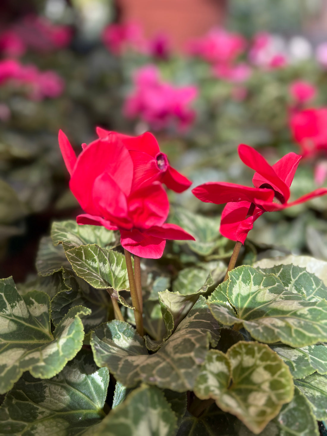 Cyclamen (Violeta de los Alpes) roja