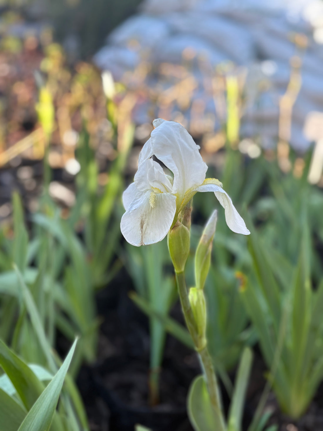 Lirio (Iris) germánico blanco